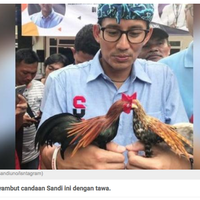 beli-ayam-ayaman-sandiaga-uno-kasih-nama-owo-dan-owi