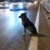 loyal-anjing-ini-setia-menunggu-tuannya-yang-meninggal