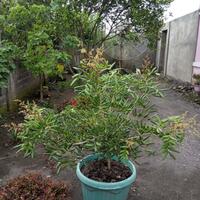 diskusi-seputar-pohon-kelengkeng