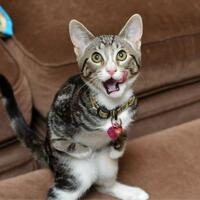 wow-inilah-fakta-terbaru-tentang-lidah-kucing-yang-belum-kita-ketahui