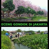 tak-usah-jauh-jauh-ke-jepang-di-surabaya-ada-bunga-mirip-sakura