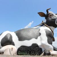 omg-inilah-knickersquotsapi-raksasaquot-yang-lagi-viral-dan-bikin-heboh-di-internet