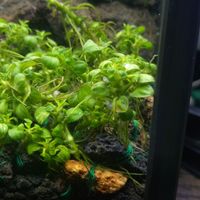 aquascape-for-everyone-learning-and-sharing---part-3