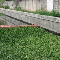 pemkot-jakarta-utara-mulai-tanam-eceng-gondok-di-kali-penghubung