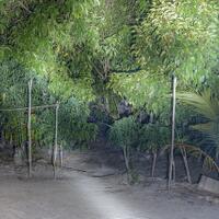 alun-alun-nikonian---part-14