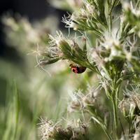 alun-alun-nikonian---part-14