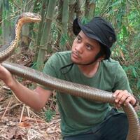 panji-petualang-bongkar-cerita-ular-king-cobra-tak-bergerak-selama-4-bulan