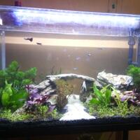 aquascape-for-everyone-learning-and-sharing---part-3