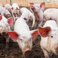 10-ribu-babi-di-china-terjangkit-wabah-demam-afrika