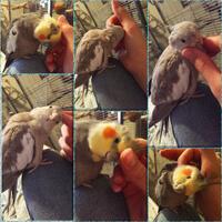 8776877698299829-penggemar-cockatiel---falck---parkit-australi-9829982987768776