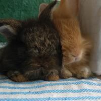 rcc-rabbit-lover---part-3