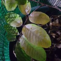 diskusi-seputar-pohon-kelengkeng