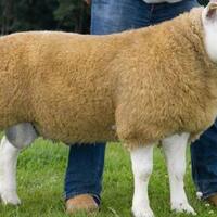 gila--inilah-hewan-ternak-termahal-di-dunia-bisa-seharga-rumah-mewah