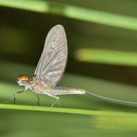 hidup-sehari-lalu-mati-ini-5-hewan-yang-umurnya-paling-pendek-di-dunia