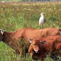 hubungan-petani-dan-kuntul-kerbau-saling-menguntungkan-ini-sebabnya