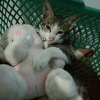 pecinta-kucing-wajib-tahu-ini-loh-berbagai-hal-yang-bikin-kucing-risih