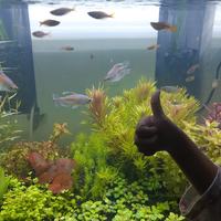 aquascape-for-everyone-learning-and-sharing---part-3