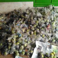 dicari-pengepul---penjual---reseller-jambu-kristal