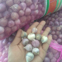 yang-usaha-jual-bawang-merah-putih-dllmasuk-gan