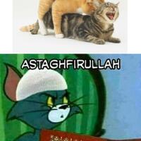 hal---hal-yang-terkesan-diluar-nalar-in-hanya-bisa-dirasakan-oleh-para-pecinta-kucing