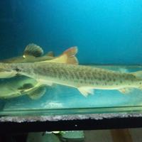 ada-penggemar-ikan-predator-ato-ikan2-gede-disini-post-pic-donk