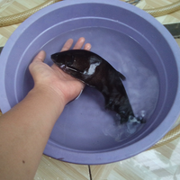 semua-tentang-belida-all-about-belida