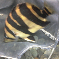 datnoids-aka-tiger-fish