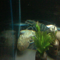 serba-serbi-lobster-air-tawar-crayfish---crawfish