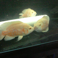 reborn-oscar-forum-tempat-kumpul-oscar-lovers