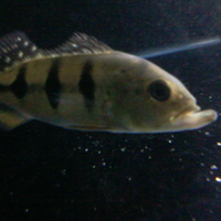 peacock-bass-reloaded-cream---part-1