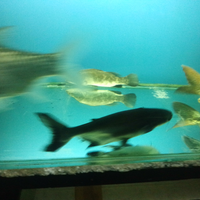 pangasius-sanitwongsei-gengis-khan