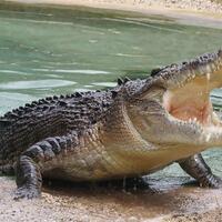 kesaksian-warga-buaya-tiba-tiba-naik-ke-darat-satu-jam-sebelum-tsunami-menerjang