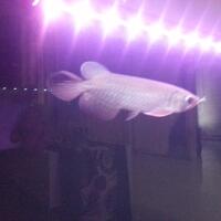 arowana--new-thread----part-1