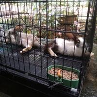 ternak-kelincikomunitas-kelincipurwokerto-rabbit-community