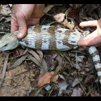 monster-mengerikan-berbentuk-ular-dari-jepang-tsuchinoko-yang-bikin-agan-geli