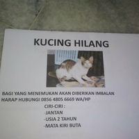 komunitas-quotgresik-animal-carequot-cat-lover--pecinta-hewan-kucing-wajibmasuk