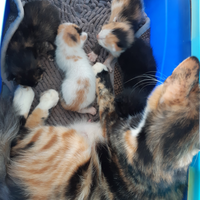 hibah-kucing-gratis-bsd-tangerang-selatan-dan-sekitarnya