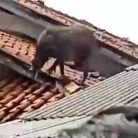 geger-babi-di-atap-rumah-hilang-saat-dikepung-warga-ini-videonya