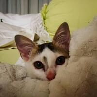 razia-kucing-viral-anies-instruksikan-untuk-ditunda-sementara