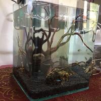 mini-aquarium-lovers-ayoo-masuk