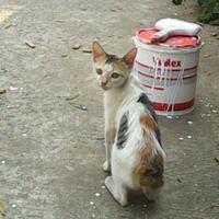 kumpulan-kumpulan-gambar-kucing-lucu-hasil-jepretan-kamera-hp-ane