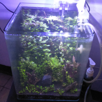 aquascape-for-everyone-learning-and-sharing---part-3