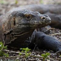 tujuan-di-balik-penutupan-taman-nasional-komodo