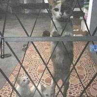 apa-kamu-seorang-ailurophobia