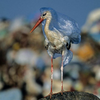 alasan-sampah-plastik-menjadi-makanan-hewan