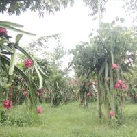 naik-turunnya-harga-buah-kenapa-ya