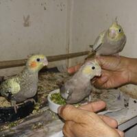 pengalaman-ane-memiliki-burung-kakatua-mini-jambul-yang-cerdas-dan-mudah-perawatan