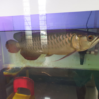 arowana--new-thread----part-1