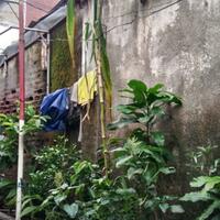tanaman-jagung-apa-ini-kok-aneh--ada-yang-tau