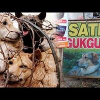 5-negara-konsumsi-daging-anjing-tertinggi-di-dunia